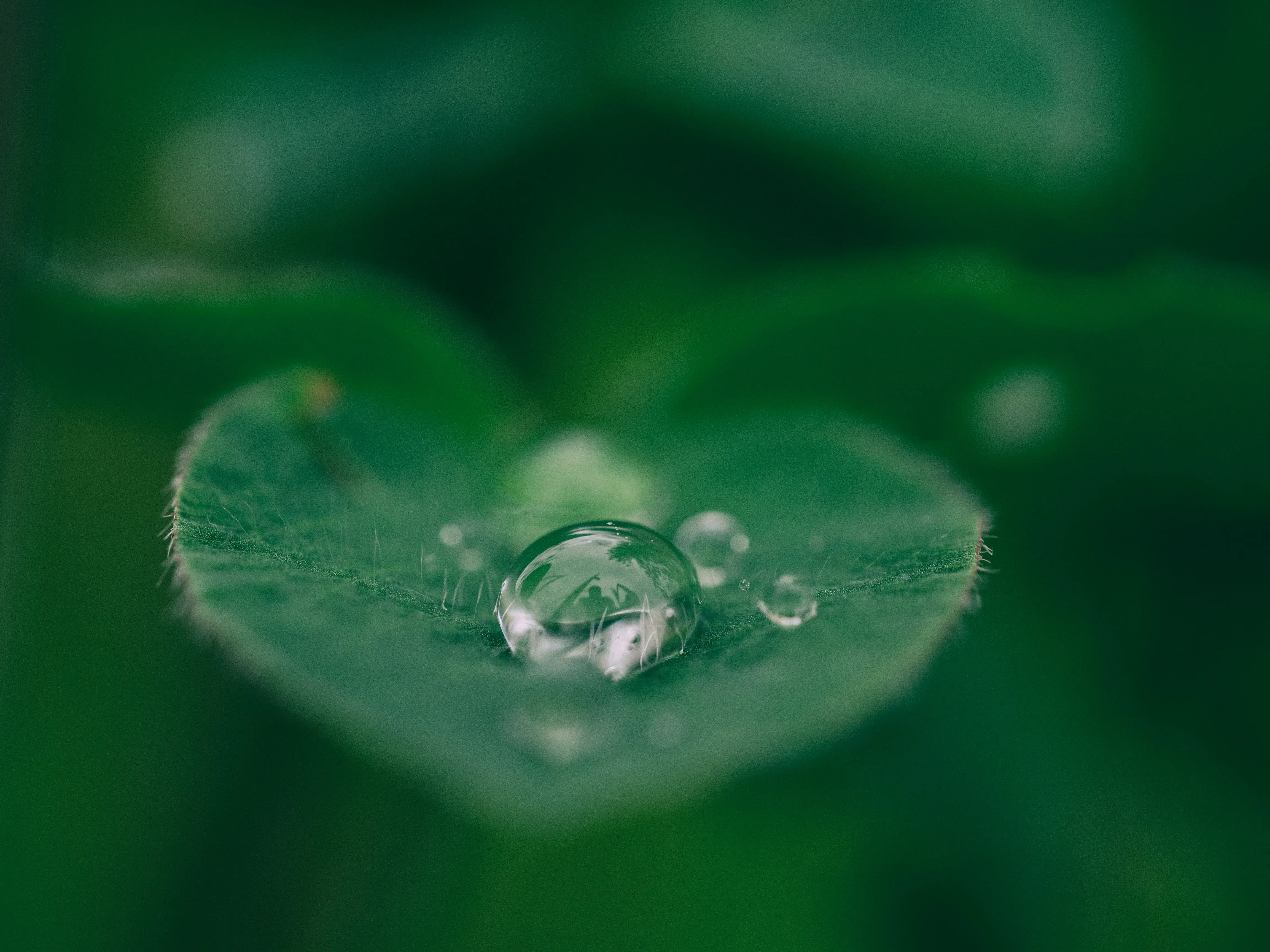 image of water on a leaf