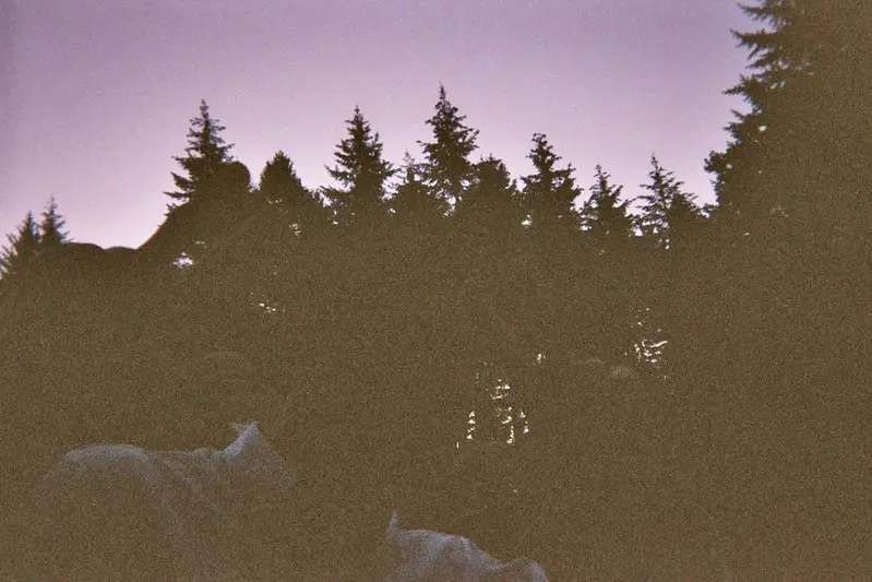 The shot by a disposable camera was taken at night when there wasn't enough light so it is too dark.