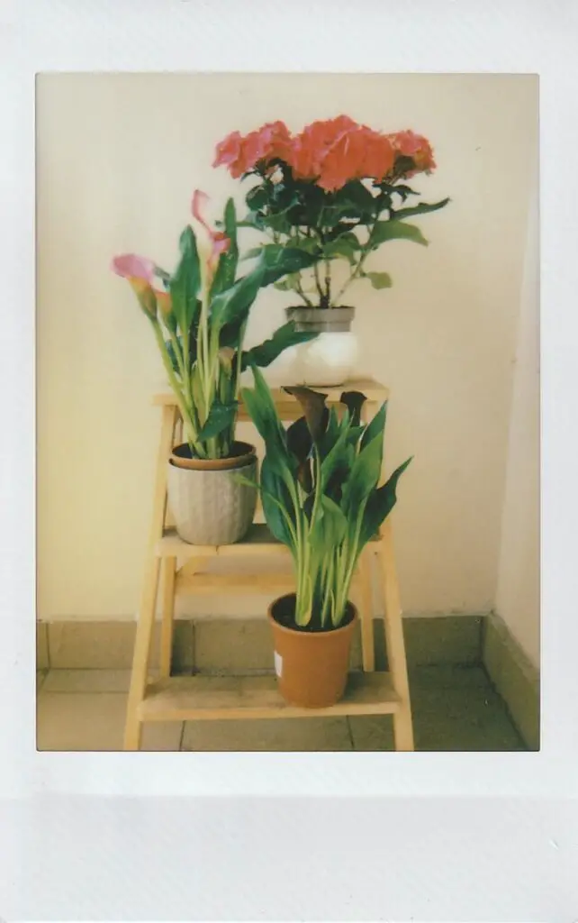 This Instax Mini image was taken in a situation with even light and isn't contrasty. Notice that you can see all the details